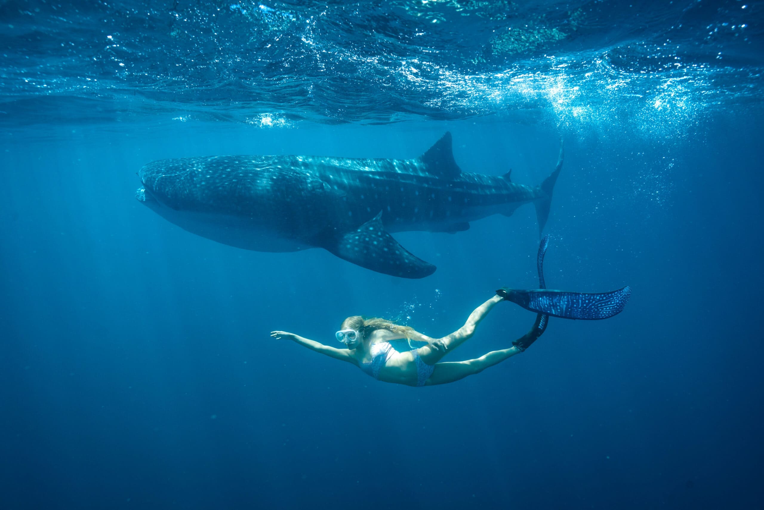 Girl Wearing A Snorkel Swimming Alongside A Whale Shark.
